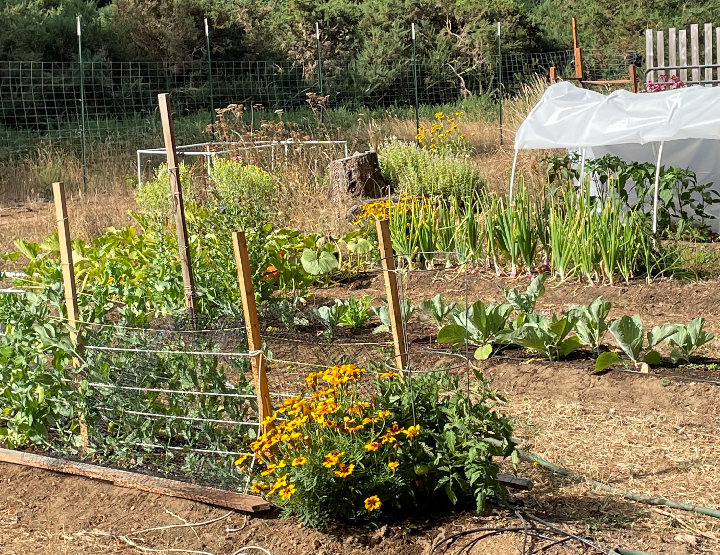 plants in the garden