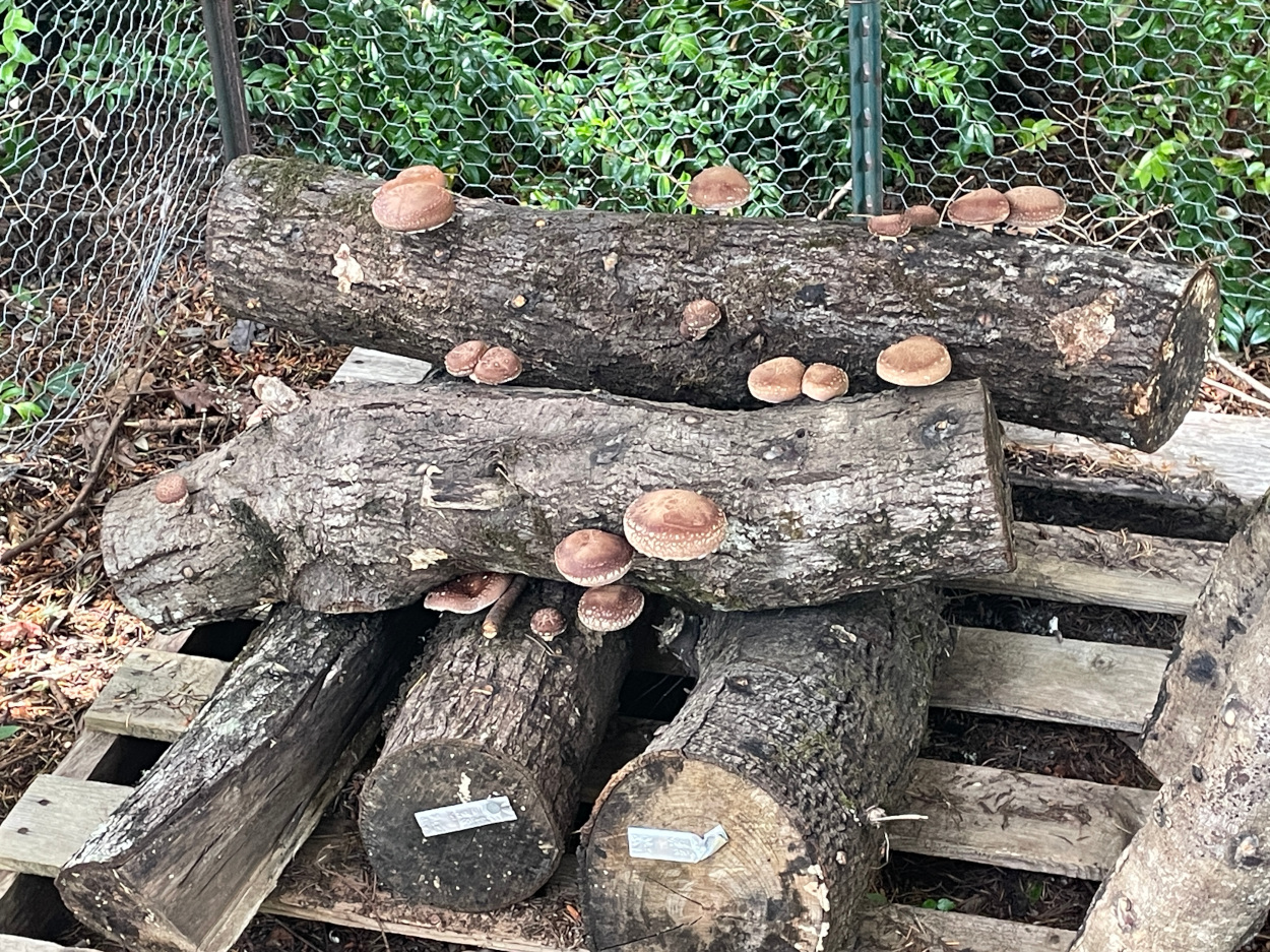 mushrooms growing from logs